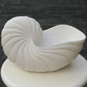 לב הים- קונכייה