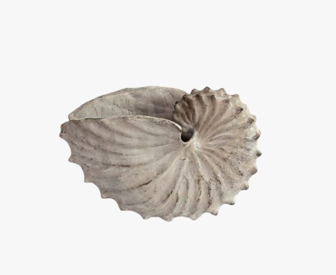 קונכיה בז' דקורטיבית